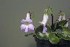<em>Chirita brassicoides</em>